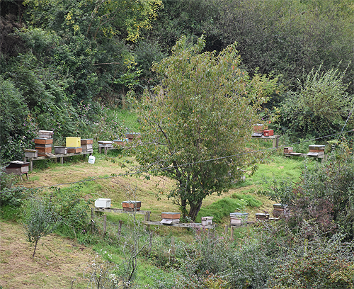 Bee Keeping Wales